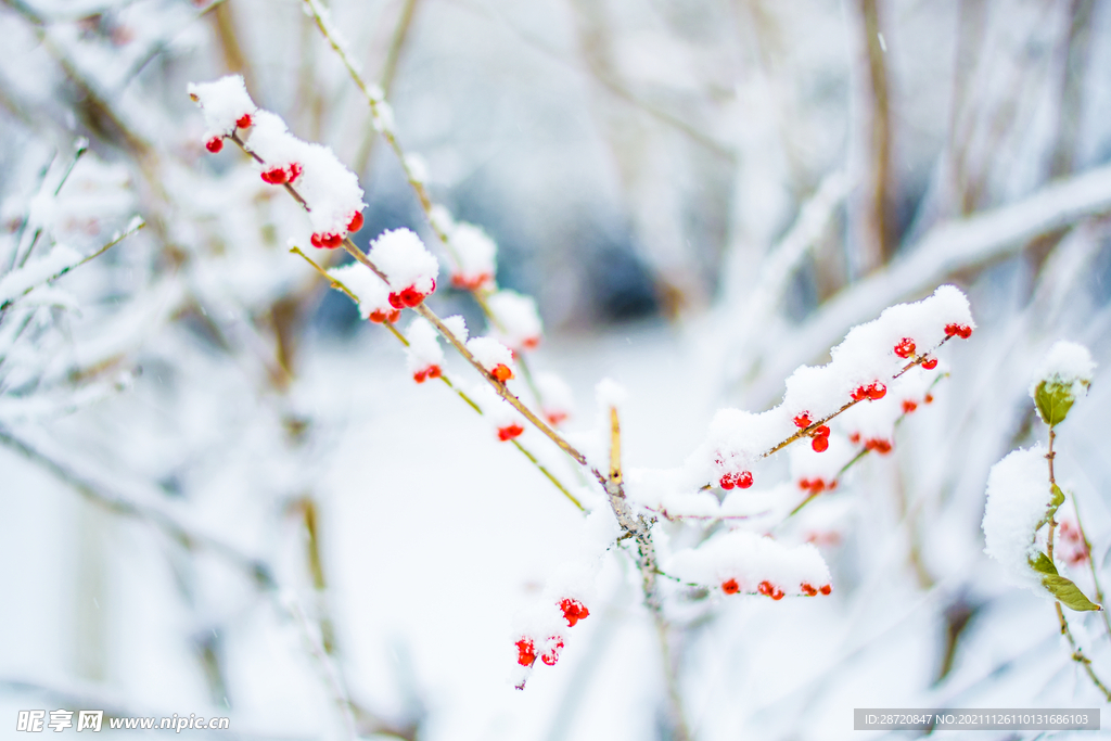 雪景