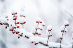 雪景