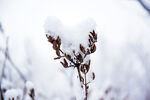 雪花