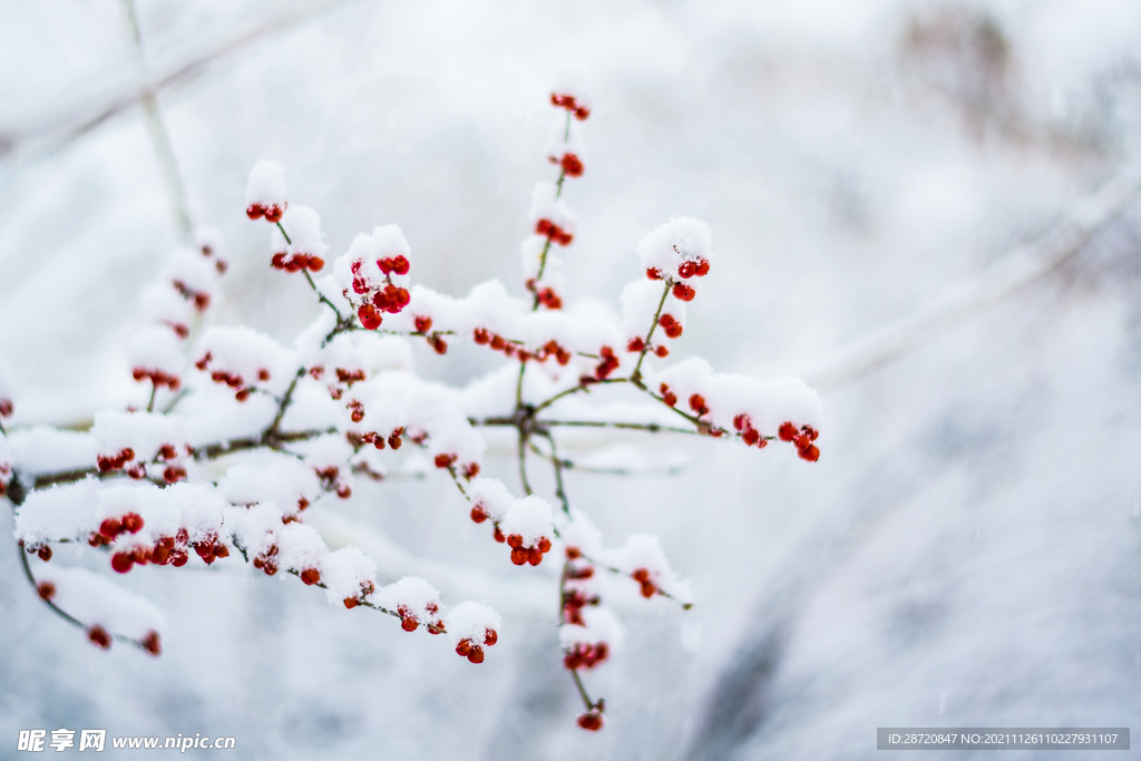 雪