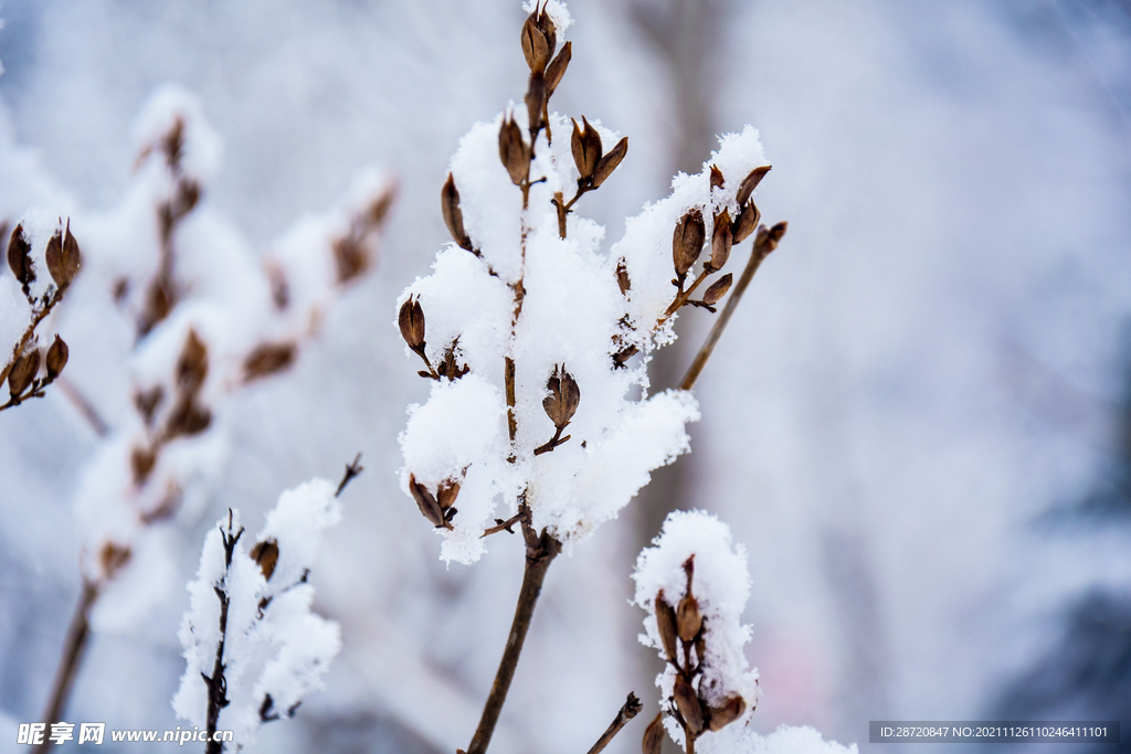 冬天雪