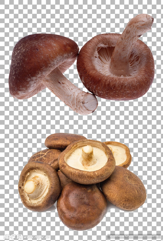 蘑菇