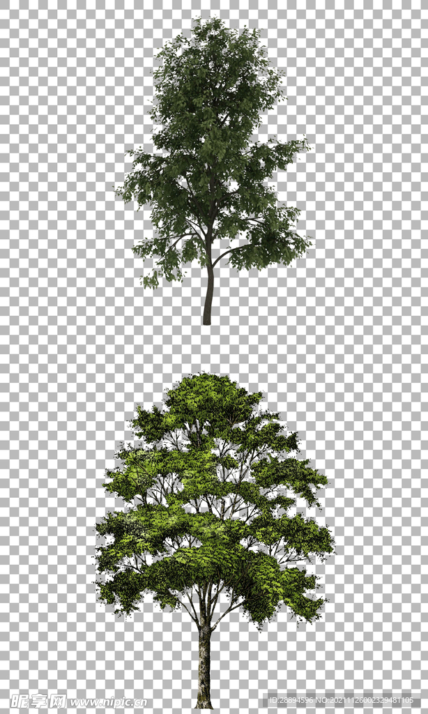树木 绿色 植物
