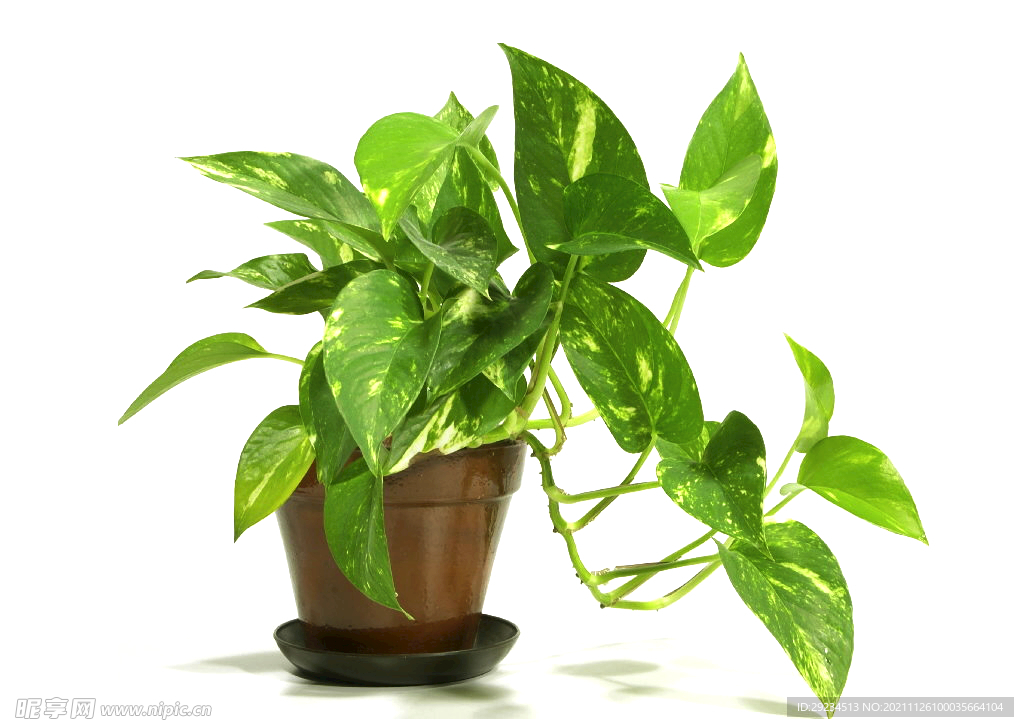 高清植物盆栽图片