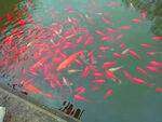 鲤鱼
