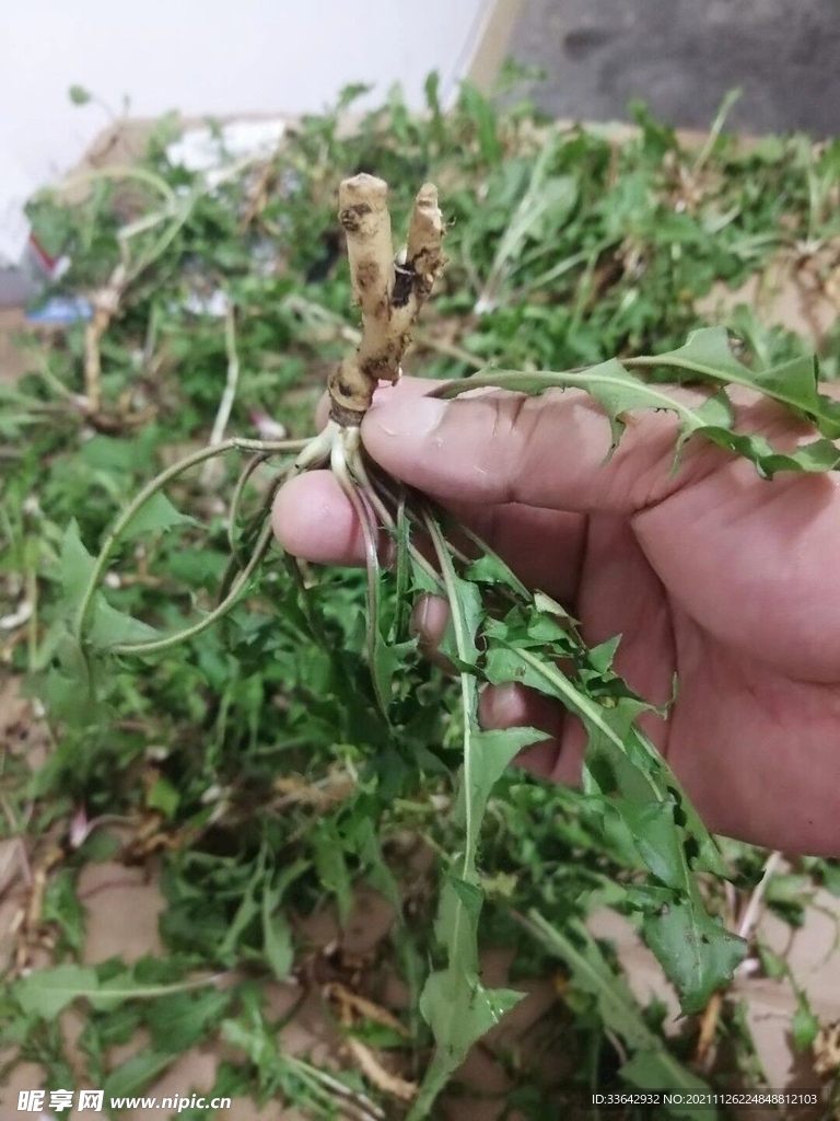 蒲公英