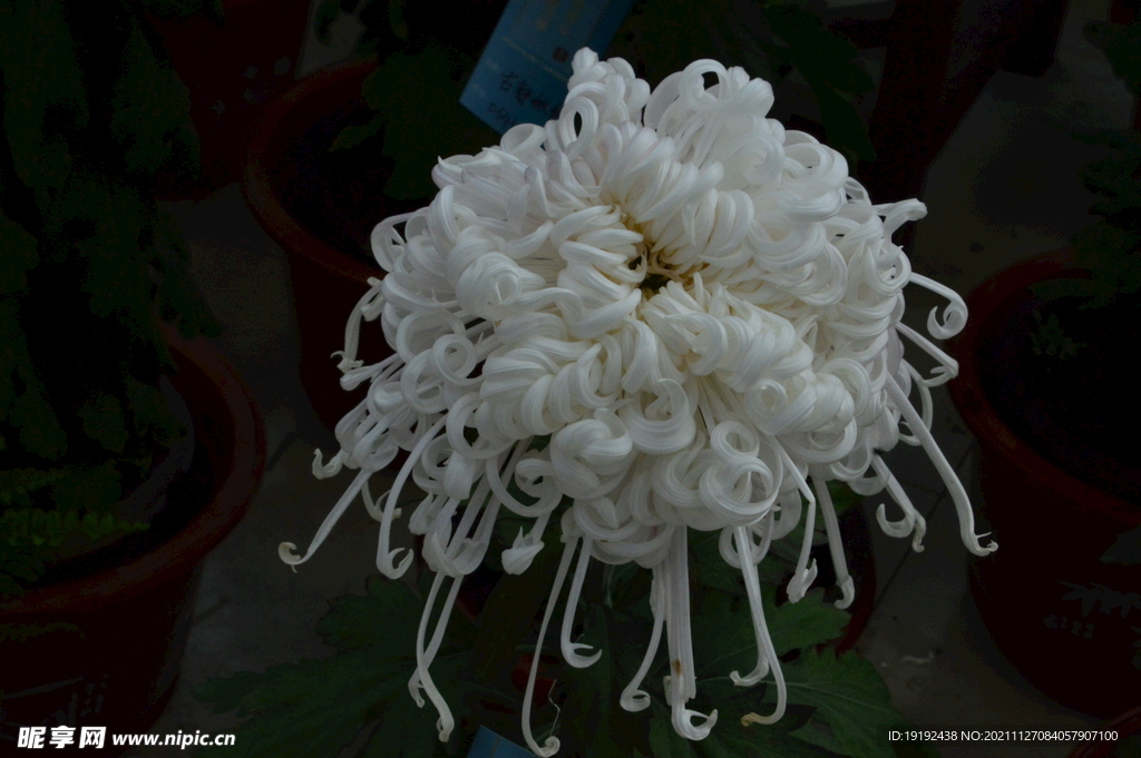 菊花 