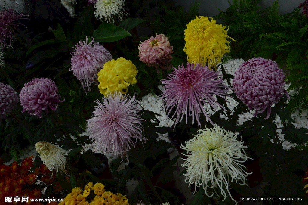 菊花 
