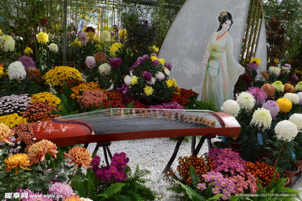 菊花