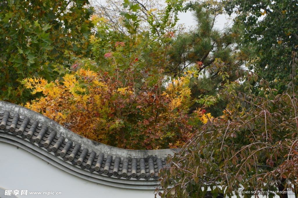 彩叶风景 