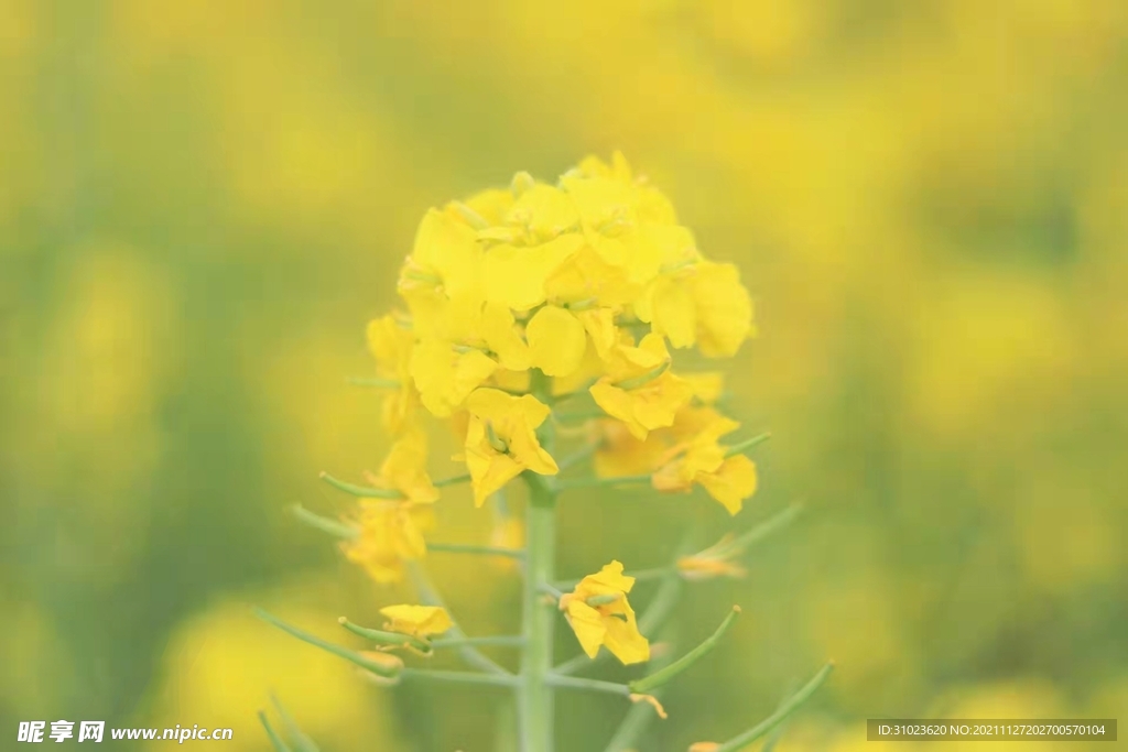 油菜花 