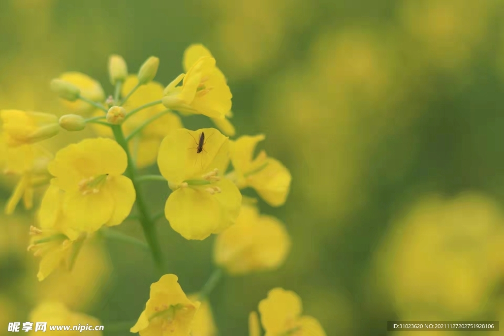 油菜花