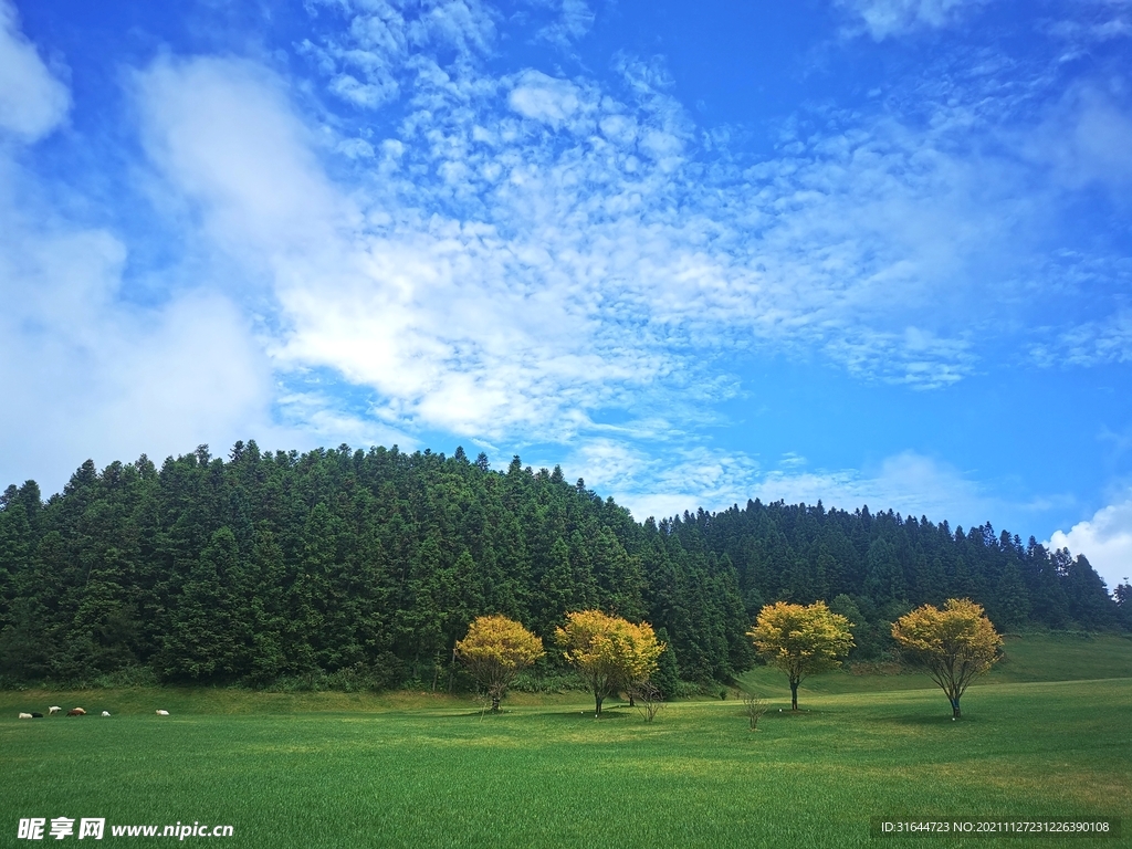 草坪绿野