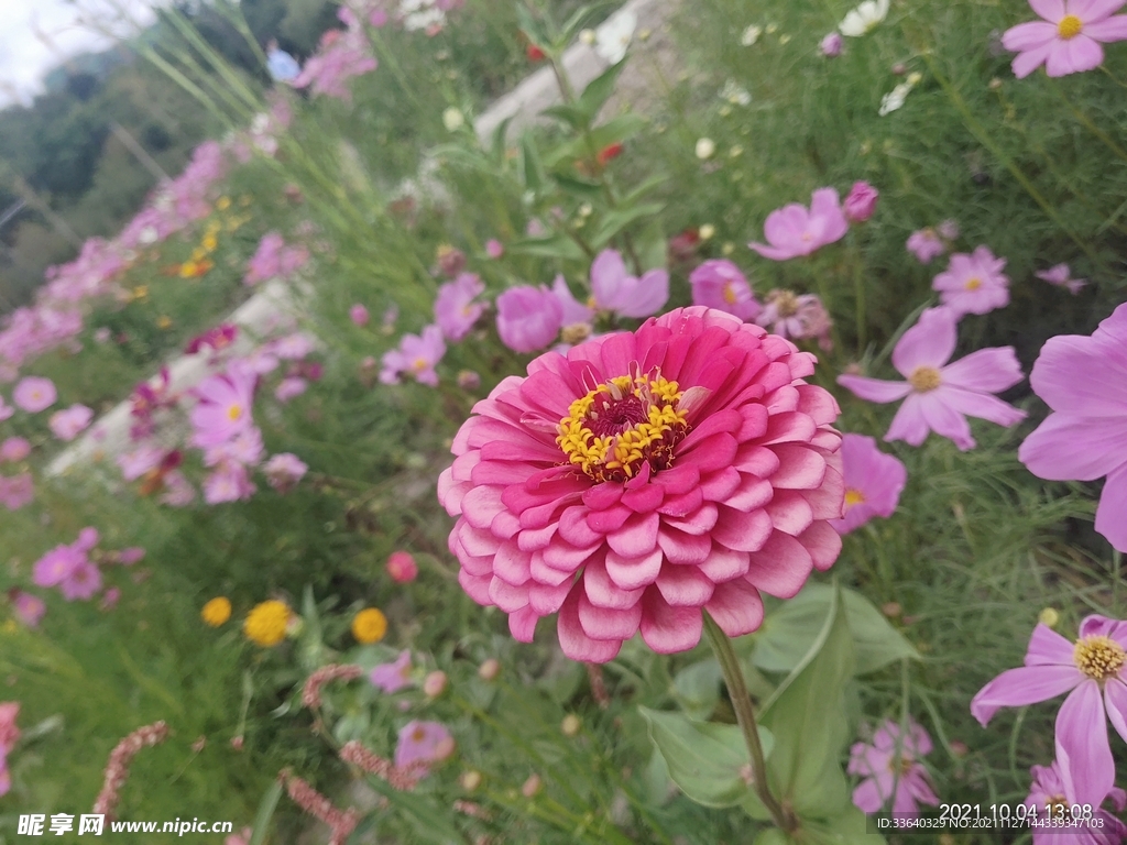 花语