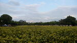 公园风景