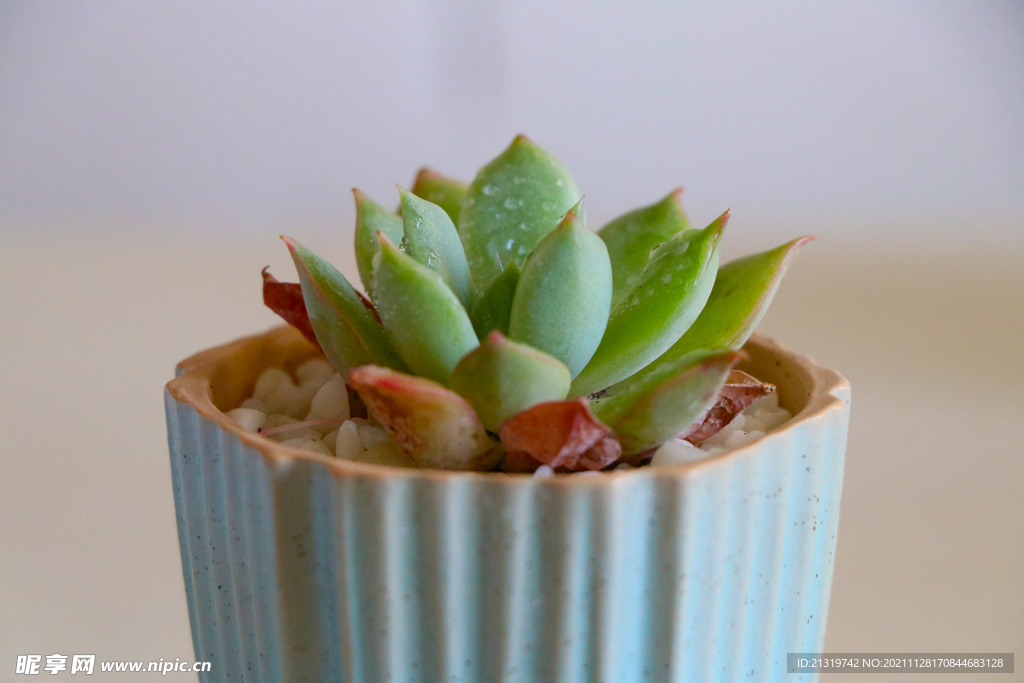 多肉植物特写