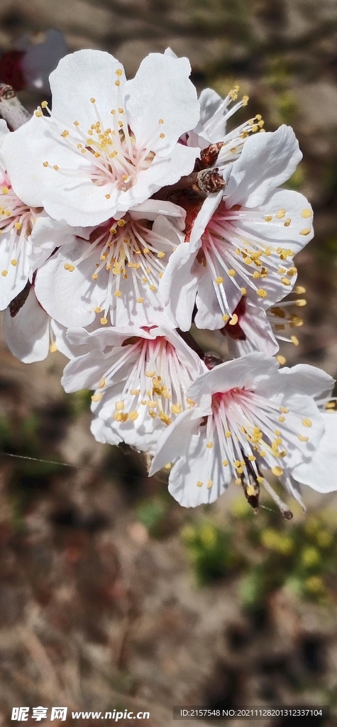 迎春花梅花