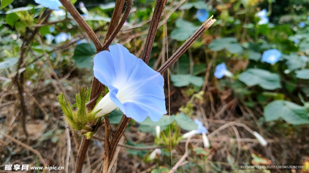 牵牛花  蓝色