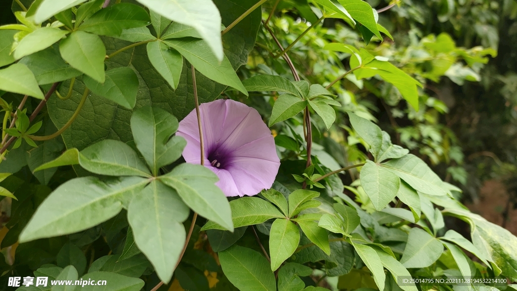 牵牛花  紫色