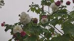 北郊湖花