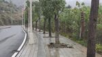 北郊湖 一景 树