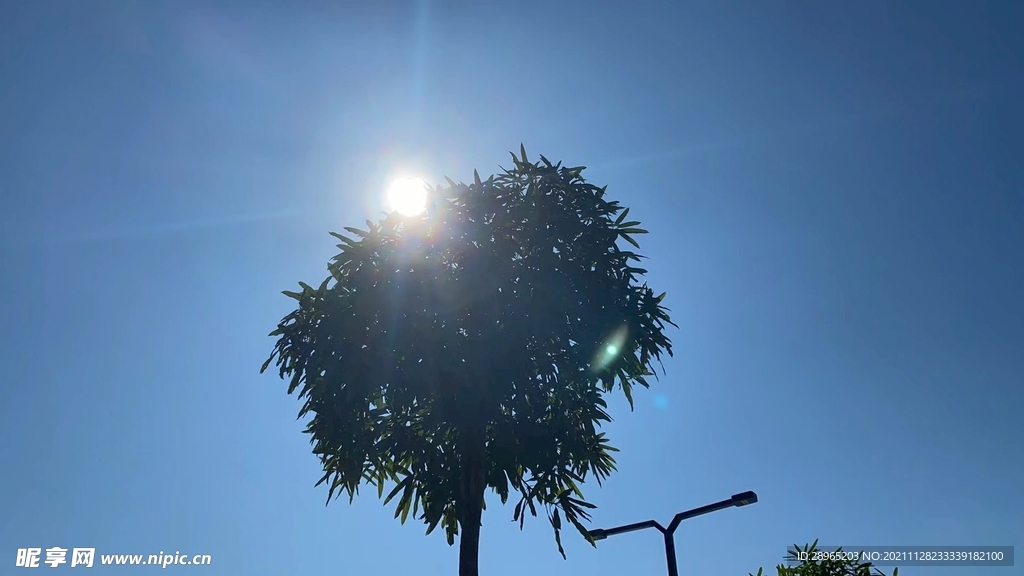树木