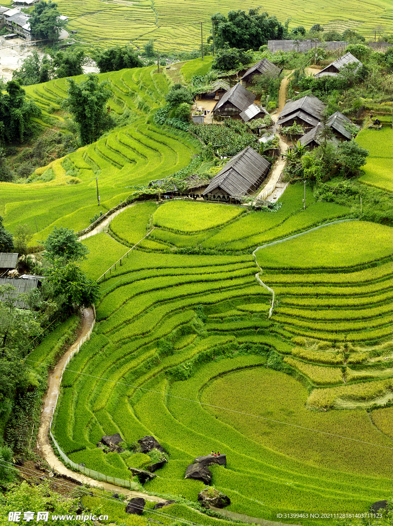 梯田 茶叶