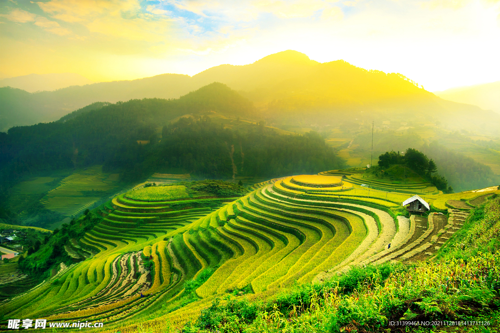 梯田 茶叶