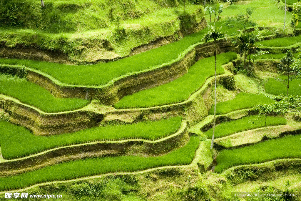 梯田 茶叶