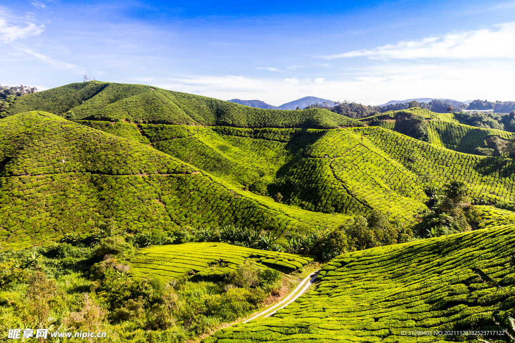 梯田 茶叶