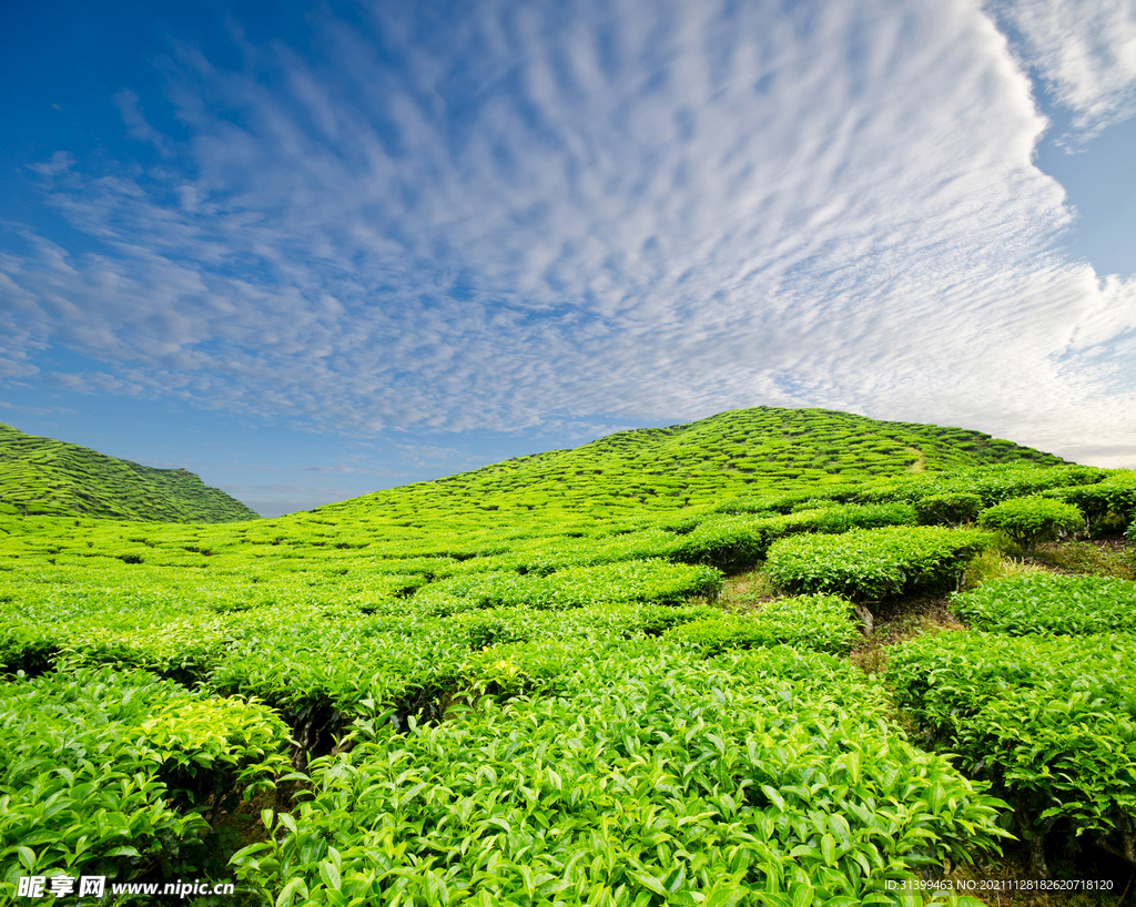 梯田 茶叶