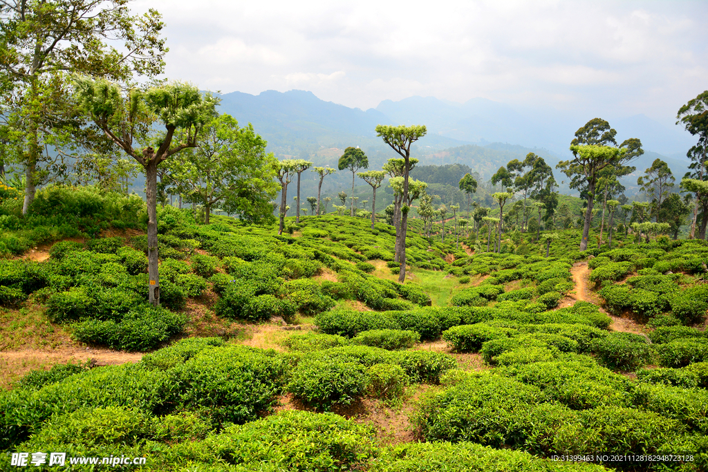 梯田 茶叶