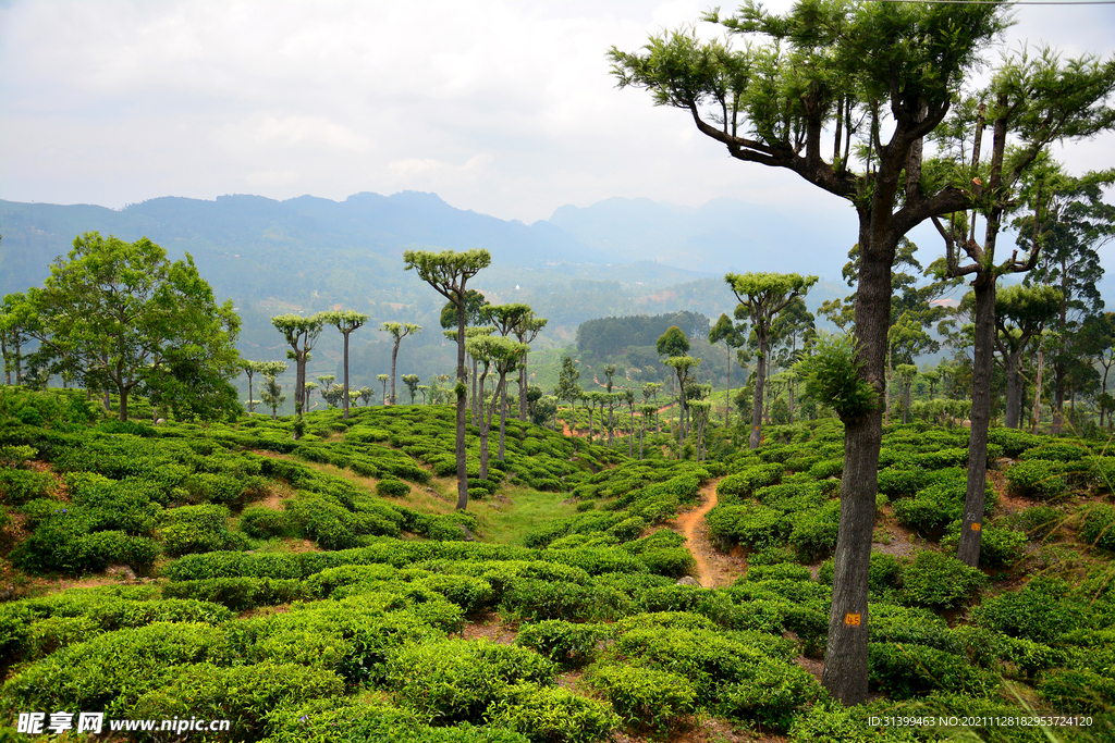 梯田 茶叶