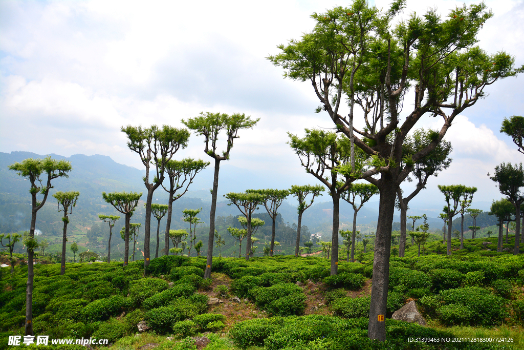 梯田 茶叶