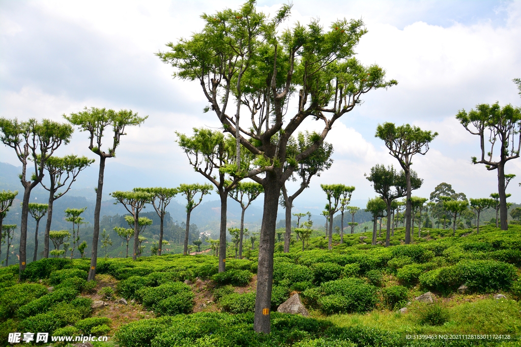 梯田 茶叶