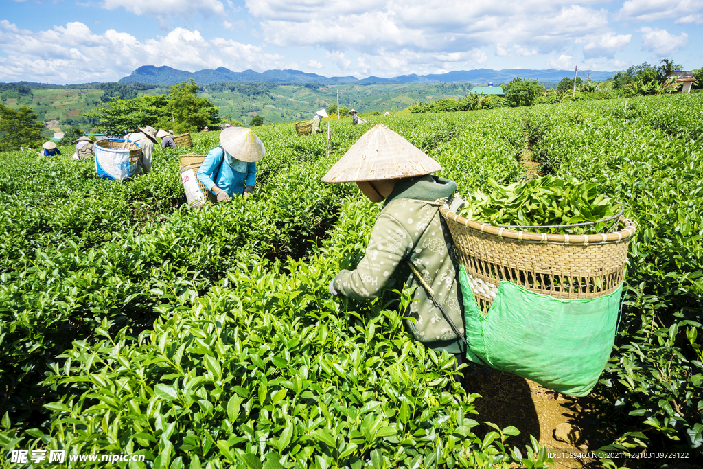 梯田 茶叶