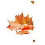 秋天彩色秋季树叶花束矢量素材图
