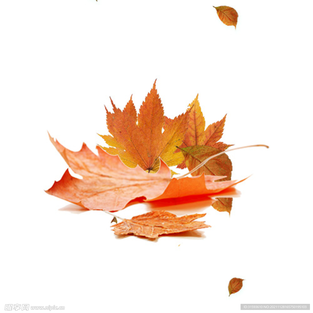 秋天彩色秋季树叶花束矢量素材图