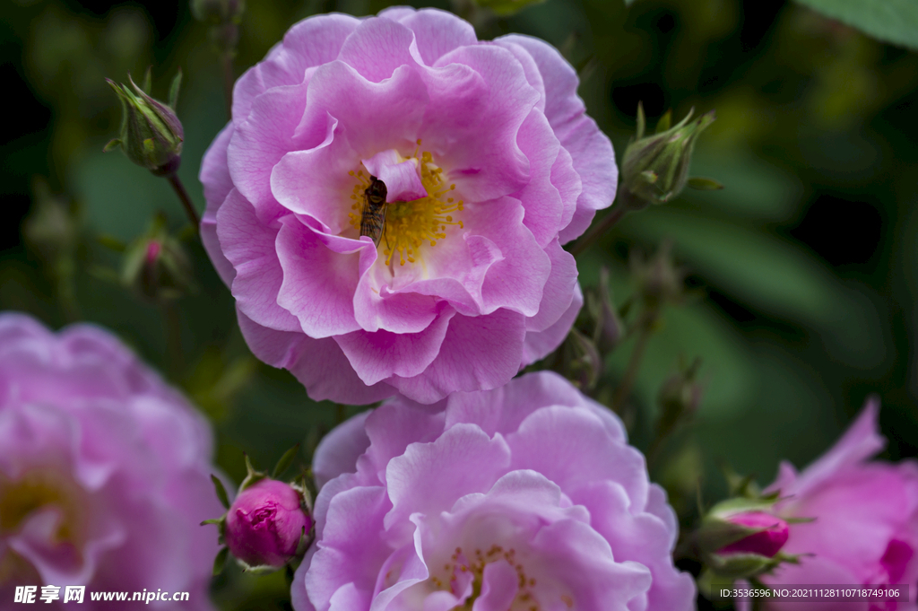 蔷薇花上采蜜的小蜜蜂