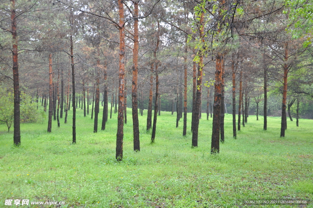雨中的松树林