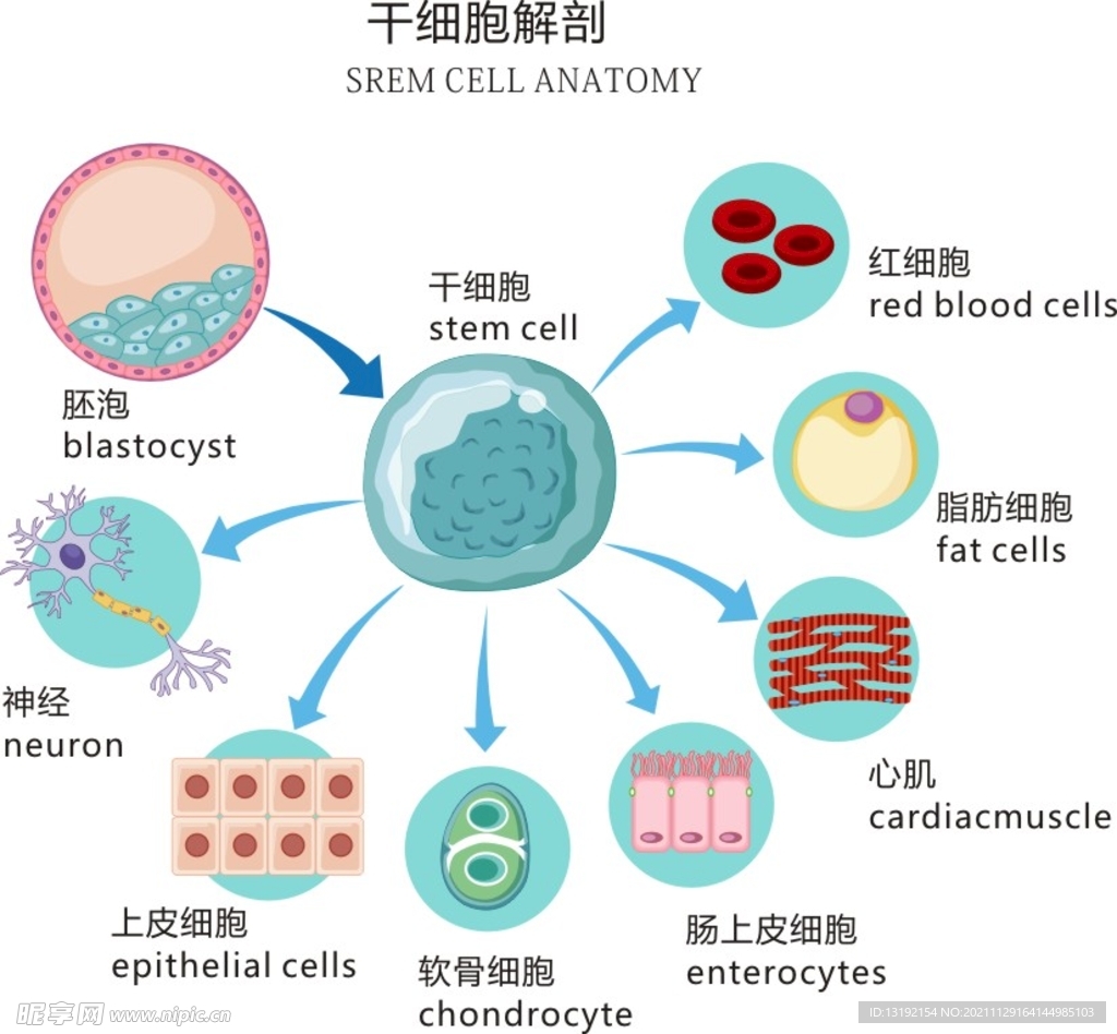干细胞 蓝色生物 科技 矢量 