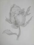 玫瑰花