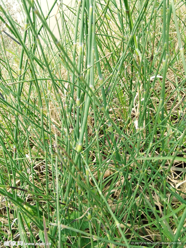 野草竹节草野外植物自然生命