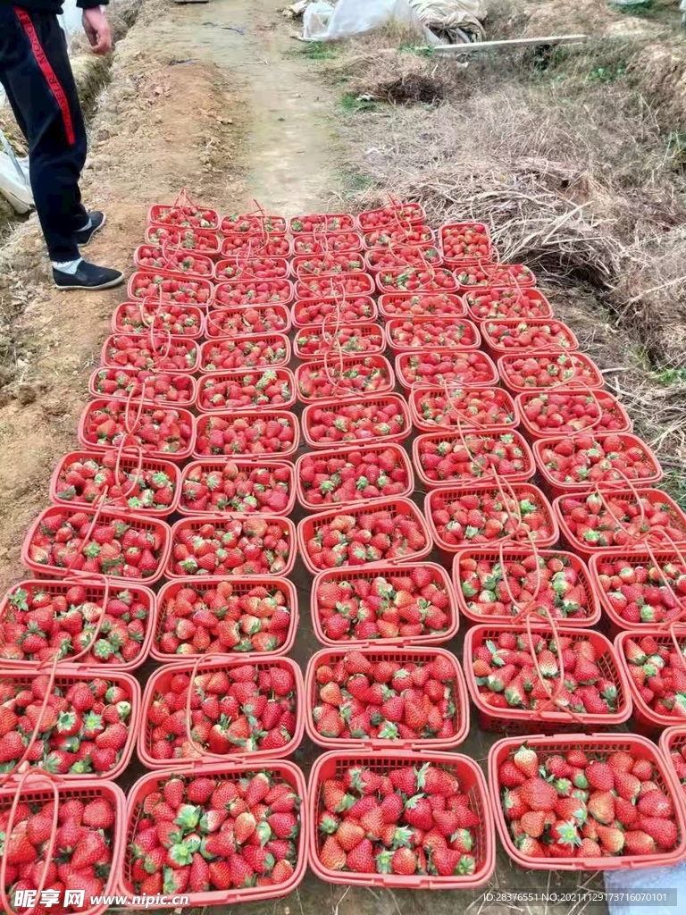 草莓