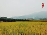 稻田