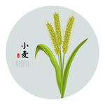 麦子