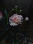 花花
