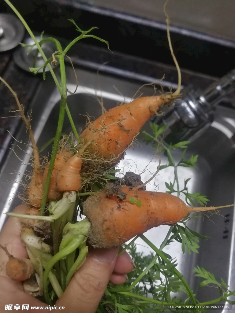 红萝卜