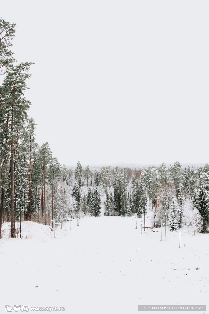 雪天树林冬天冷杉