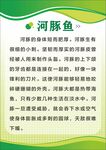 河豚鱼介绍